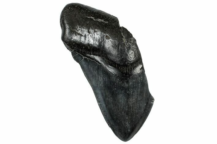 Partial, Fossil Megalodon Tooth - South Carolina #309532